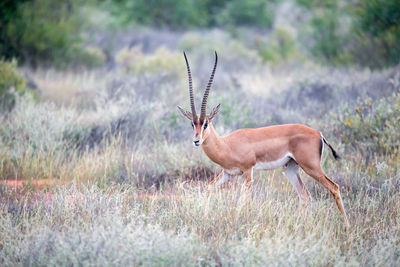 Side view of deer standing on field