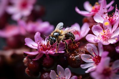 Close-up of bee on purple flower