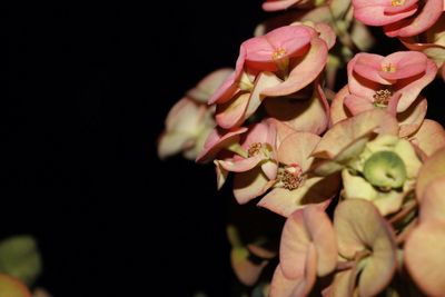 Close-up of pink flowers