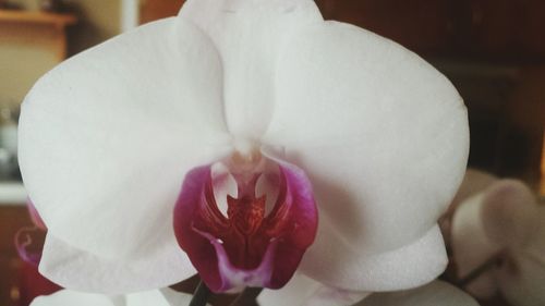 Close-up of white orchid blooming outdoors