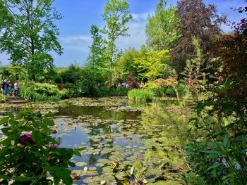 Pond in garden