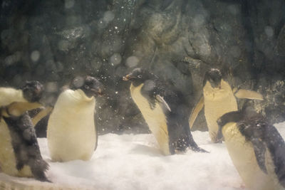 View of birds in winter