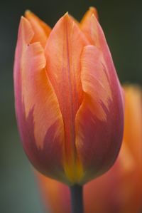Close-up of flower against blurred background