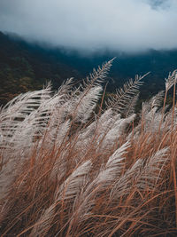 Close-up of stalks in field against sky