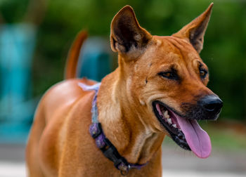 Close-up of dog looking away