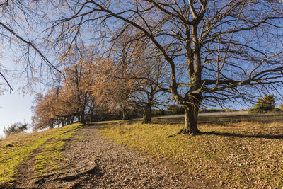 Bare trees on field against sky during autumn