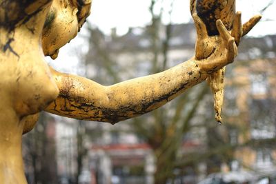 Close-up of tree trunk