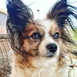 Close-up portrait of a dog