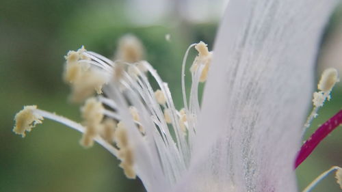Close-up of white flowering plant