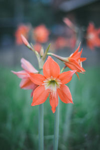 Close-up of flowers blooming outdoors