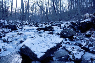 Stream passing through forest