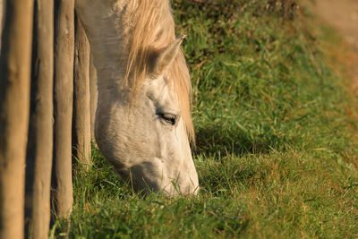 Horses eating fresh hay between the bars of a wooden fence.