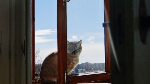 Close-up of cat against window
