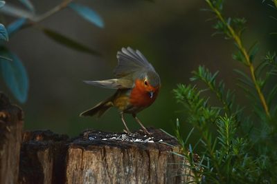 Close-up of bird perching on leaf