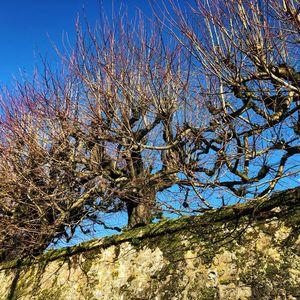 Low angle view of flowering plants against blue sky