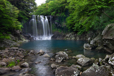 Scenic view of waterfall in forest