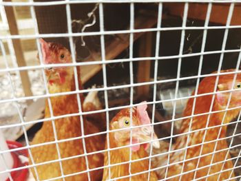 Close-up of bird in cage