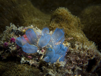 Close-up of jellyfish swimming in sea