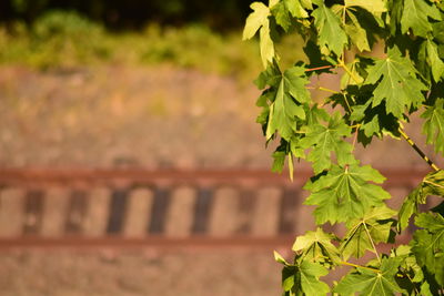 Close-up of plant against wall