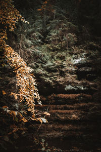 Sunlight falling on log in forest