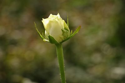 Close-up of rose plant