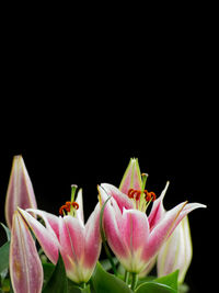 Close-up of pink flowers against black background