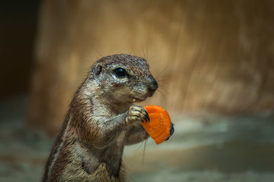 Close-up of squirrel eating carrot