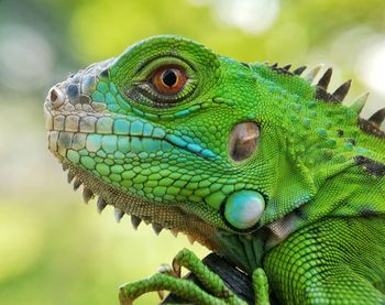 Close-up of lizard