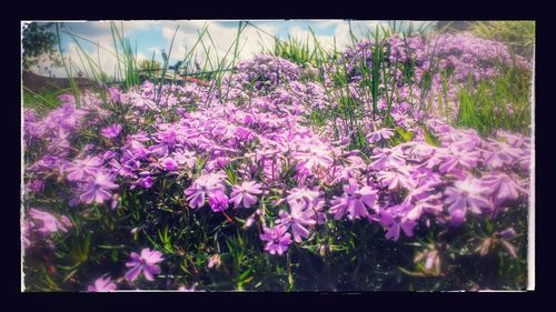 Close-up of pink flowers