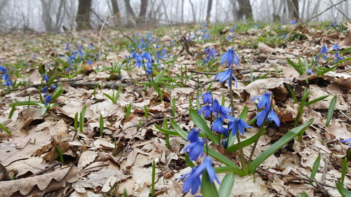 Plants growing on field