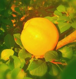 Close-up of lemon growing on plant