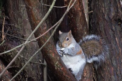 Portrait of squirrel