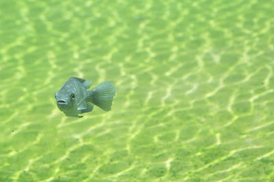 View of a turtle in the sea