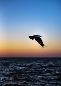 Bird flying over sea against sky during sunset