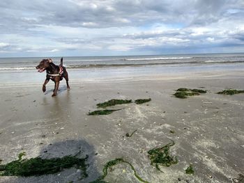 People at beach against sky