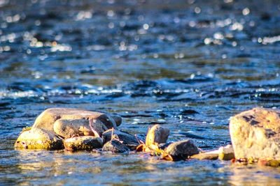 Close-up of turtle in water