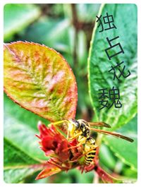 Close-up of crab on plant