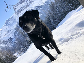 Dog standing on snow covered mountain