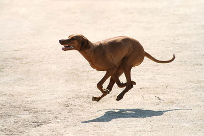 Side view of dog