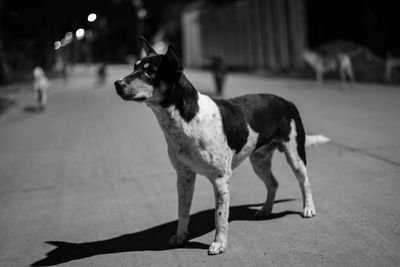 Dog looking away on footpath