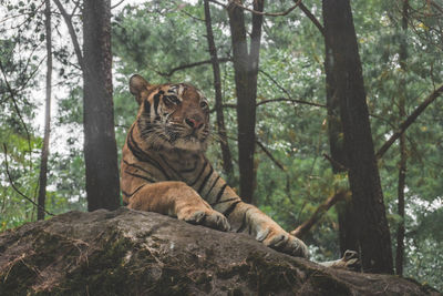 Low angle view of tiger resting on rock in forest