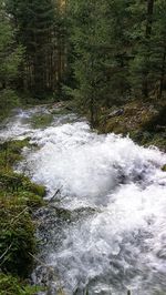 Scenic view of river flowing in forest