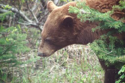 Close-up of cat on grass