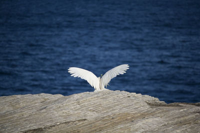 Close-up of swan flying over sea