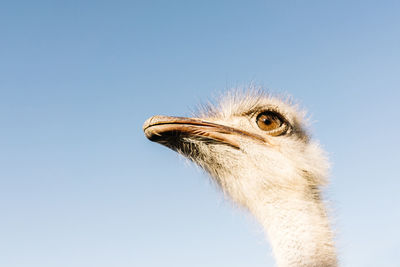Low angle view of ostrich against sky