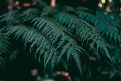 Close-up of fern leaves