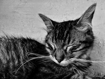 Close-up of a cat