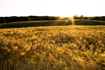 Crops growing on field against clear sky