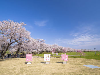 Cherry blossoms on field against blue sky