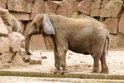 Close-up of goat in the sea